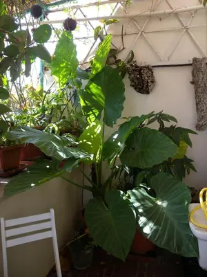 a bunch of green plants in a room with a window at Esquilino Piano Alto in Rome