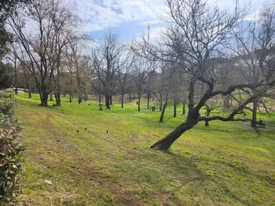 a tree in the middle of a field with grass at Charming apartment near Villa Borghese in Rome