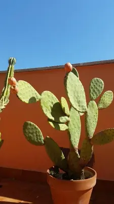 a cactus in a pot in front of a wall at Attico Porta Furba Rome in Rome