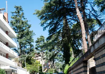 a group of pine trees in front of a building at Plumeria Bianca in Rome