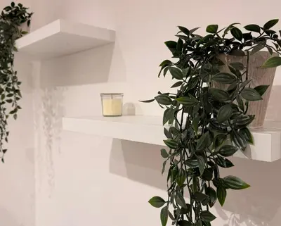 a plant on a white wall next to a shelf at Re di Roma Living in Rome