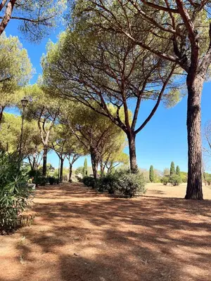 a row of trees in a park on a sunny day at Yellow Sweet Home in Rome