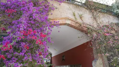 a bunch of purple flowers hanging from a wall at Courtyard Doria Comfort & Style at Vatican Museums in Rome