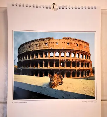 a cat sitting in front of the coliseum at Locazione turistica di Alberto in Rome