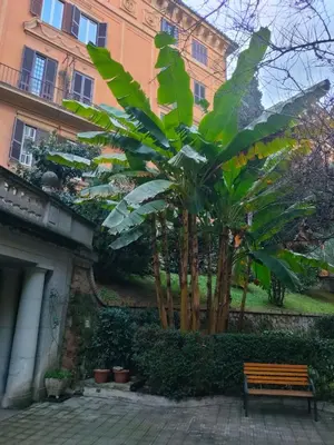 a bench next to a banana tree in front of a building at Salotto19 - Villa Borghese in Rome