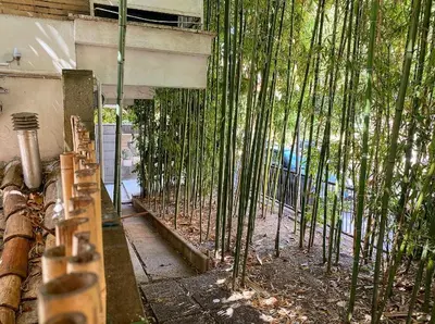 a group of bamboo trees in a building at Loft with little backyard and patio in Rome