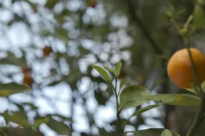 an orange is growing on a tree at Elegantis Monti Royal Apartment with private terrace in Rome