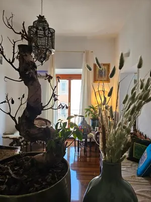 two vases with plants in a living room at Obelisco Rhome in Rome