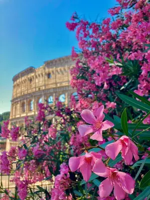 a bunch of pink flowers in front of a building at Cozy Colosseo in Rome