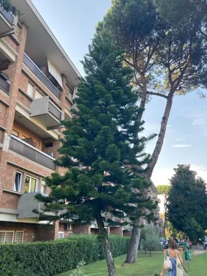 a woman walking past a pine tree in front of a building at Terracito! in Rome