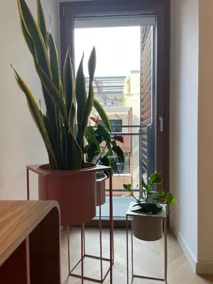 a plant sitting on a stand in front of a window at GuestHost - Trastevere Modern Apartment in Rome