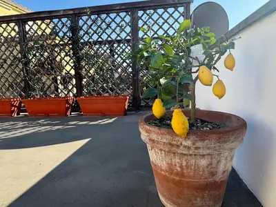 a potted lemon tree in a pot next to a fence at Rooftop via Appia Nuova, Roma in Rome
