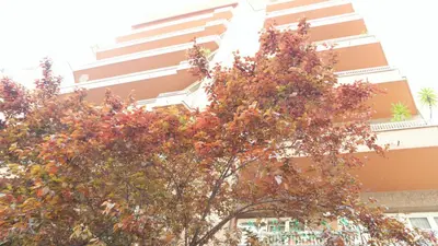 a tree with red leaves in front of a building at B&B La Perla di Roma in Rome
