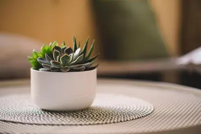 a small plant in a white pot on a table at Habitat 42 Roman Stay in Rome