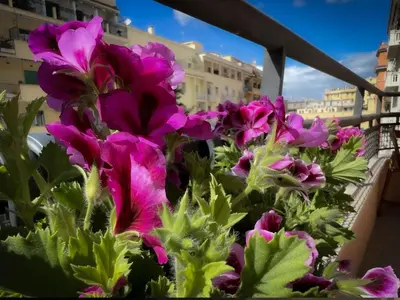 a bunch of purple flowers on a balcony at Cloclò House in Rome