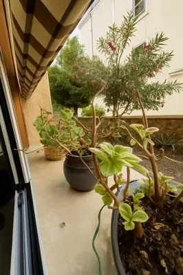 two potted plants are sitting on a window sill at Casetta Beatrice Cozy Flat near Vatican in Rome