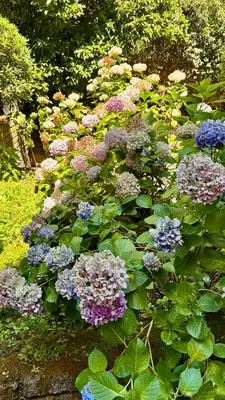 a bunch of purple and blue flowers in a garden at Joyful escape flat in Rome