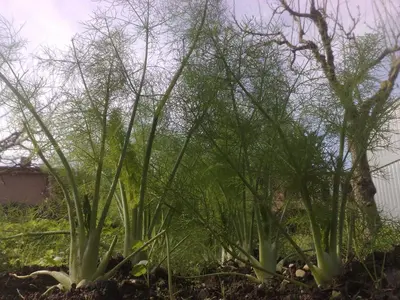 a group of tall plants in a garden at B&B Il Giardino di Gabri in Rome