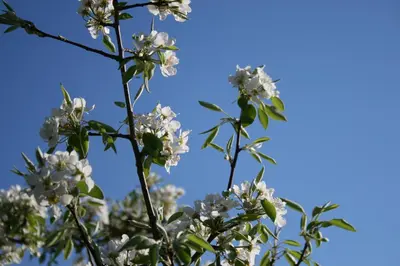 a tree with white flowers against a blue sky at B&B Il Giardino di Gabri in Rome