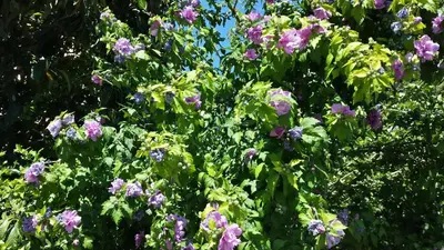 a bunch of purple flowers in a tree at B&B Il Giardino di Gabri in Rome