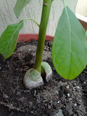 a green plant in a pot with two leaves at large Vatican loft near the metro in Rome