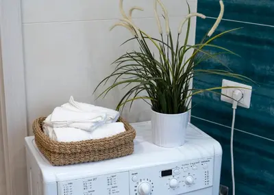 a plant sitting on top of a washing machine at Licia House - Intero Appartamento - San Giovanni in Rome