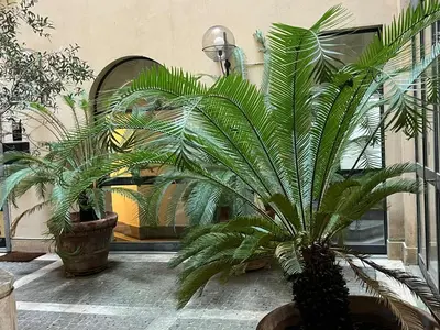 a palm tree in a room with two potted plants at Antico Suites Roma in Rome