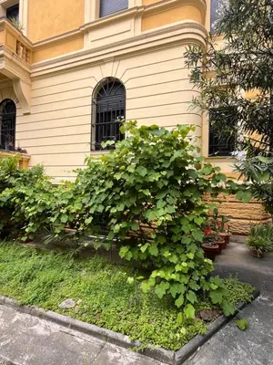 a large green bush in front of a house at Casa Vacanze Villa Barberina in Rome
