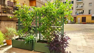 a group of plants in pots in a courtyard at Stefy's House Appio Tuscolano in Rome