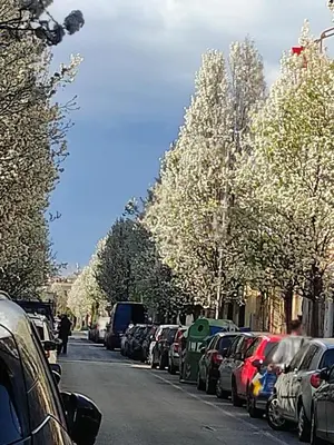 a line of cars parked on the side of a street at Rifugio del Quadraro Rome in Rome