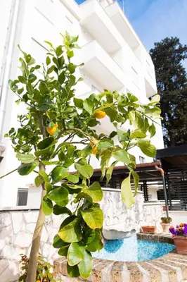 an orange tree in front of a building at Villa Santa Emerenziana in Rome
