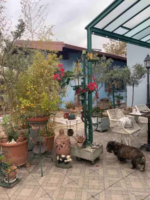 a patio with a bunch of potted plants and a dog at Monolocale Centro Stazione Tiburtina in Rome