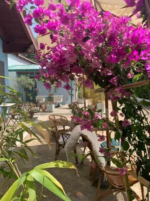 a bunch of purple flowers hanging from a tree at Monolocale Centro Stazione Tiburtina in Rome