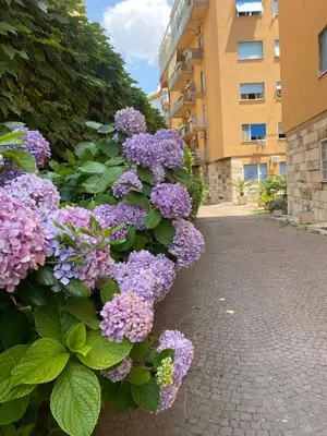 a bush of purple flowers next to a building at Nina House Roma in Rome