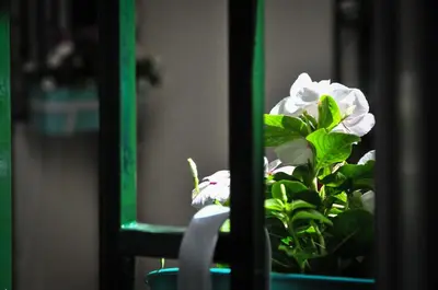 a green plant with white flowers in a pot at RHOMENJOY Pied-à-terre Colosseo in Rome