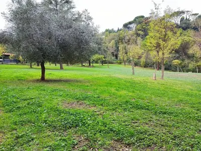 a field of green grass with a tree in it at Trinita' dei Monti, night check-in also available in Rome