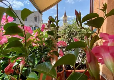 a bunch of flowers in front of a window at Luxury in Rome Panoramic terrace Fontana di Trevi in Rome