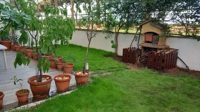 a row of potted trees in pots in a yard at Bilocale EUR Grotta Perfetta 50mq casa 32mq sala hobbies e 250mq giardino in Rome