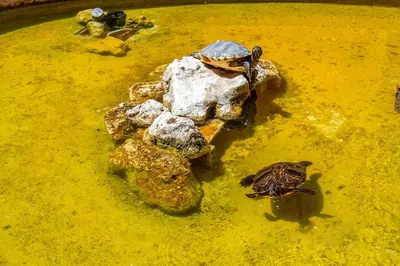 a turtle sitting on top of a pile of rocks at TreasureRome Forum Terrace in Rome
