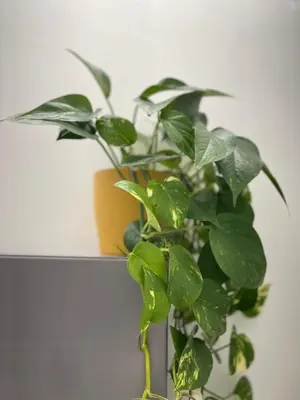 a green plant in a yellow pot on a wall at La Perla dell'Appia in Rome