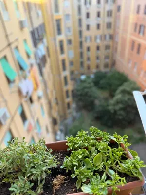 a group of plants in a pot in a city at Cozy Home Flaminio in Rome
