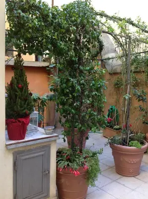 a potted tree in a courtyard with other plants at Viadelloca35 in Rome