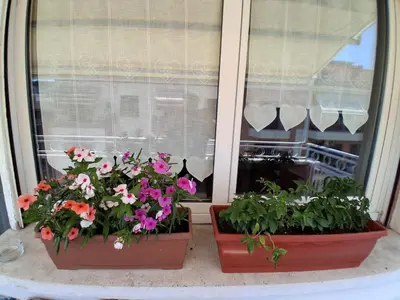 two pots of flowers sitting on a window sill at Monnalisa Home in Rome