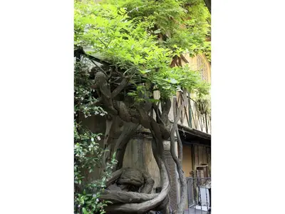 a tree with its roots in front of a building at Apartment Margutta in Rome