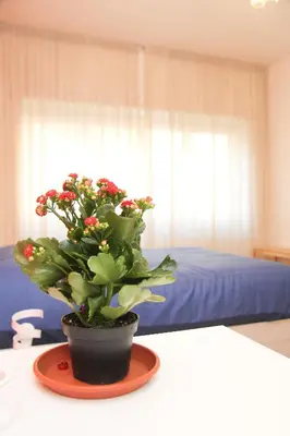 a plant on a table in a room with a bed at Maison Velia in Rome