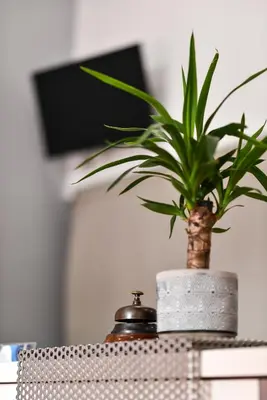 a potted plant sitting on top of a table at Hotel Bella Vita in Rome