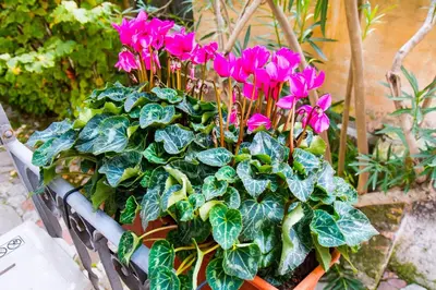a potted plant with pink flowers and green leaves at Si.Ca.Li. al Vaticano in Rome