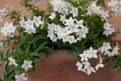 a bunch of white flowers in a pot at Terrace Jewel by Campo de Fiori in Rome