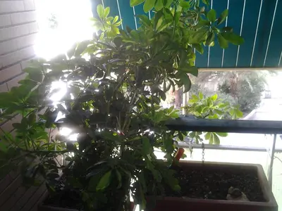 a potted plant sitting in a window sill at Olimpica Relais guest house in Rome