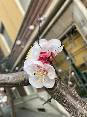 a flower on a tree branch with a bee on it at Our Home in Rome - Via Machiavelli in Rome